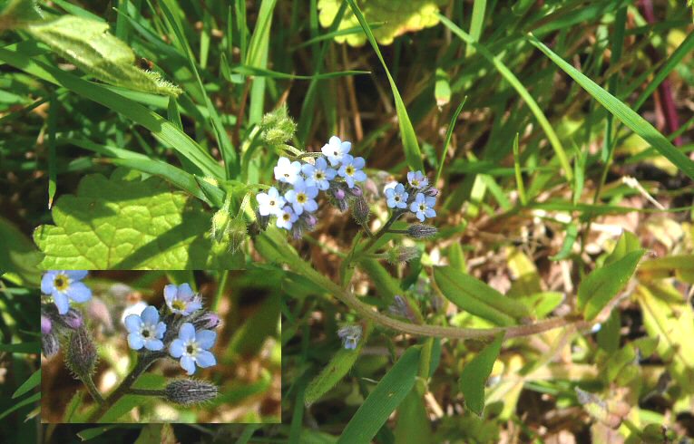 Wood Forget-me-not